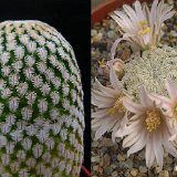 Mammillaria pectinifera ©JLcoll.2883.jpg